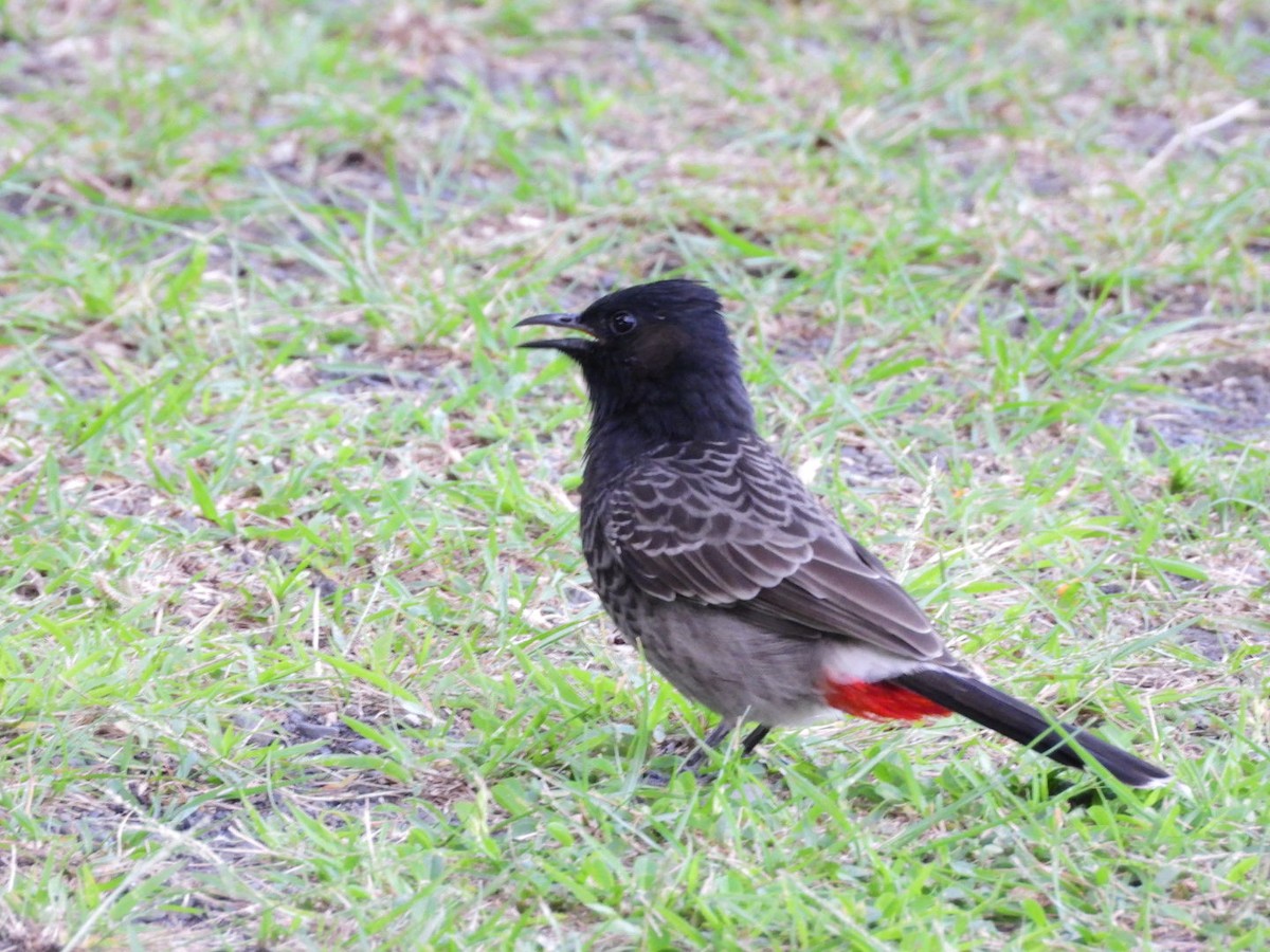 Red-vented Bulbul - ML617897337