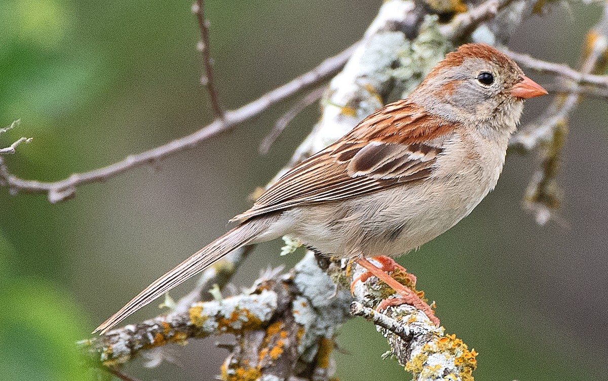 Field Sparrow - ML617897352