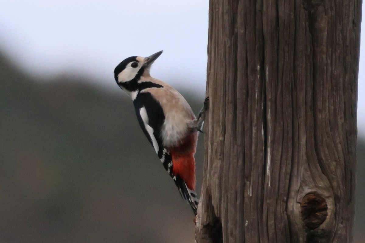Great Spotted Woodpecker - ML617897388