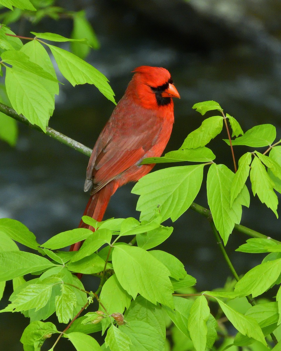 Cardinal rouge - ML617897390