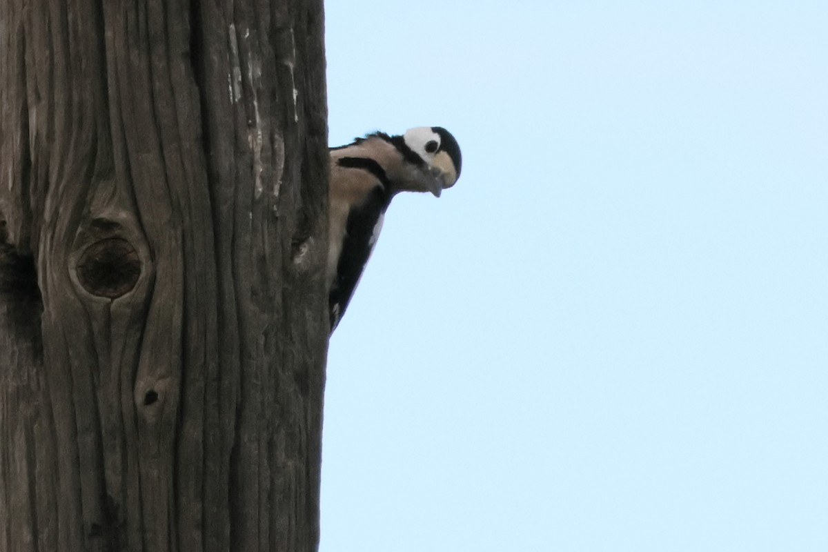Great Spotted Woodpecker - ML617897392