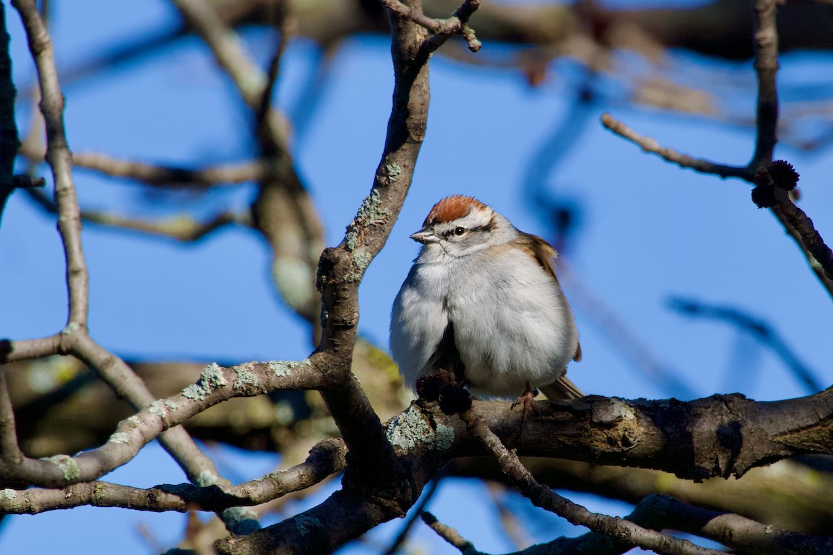 Chipping Sparrow - ML617897419