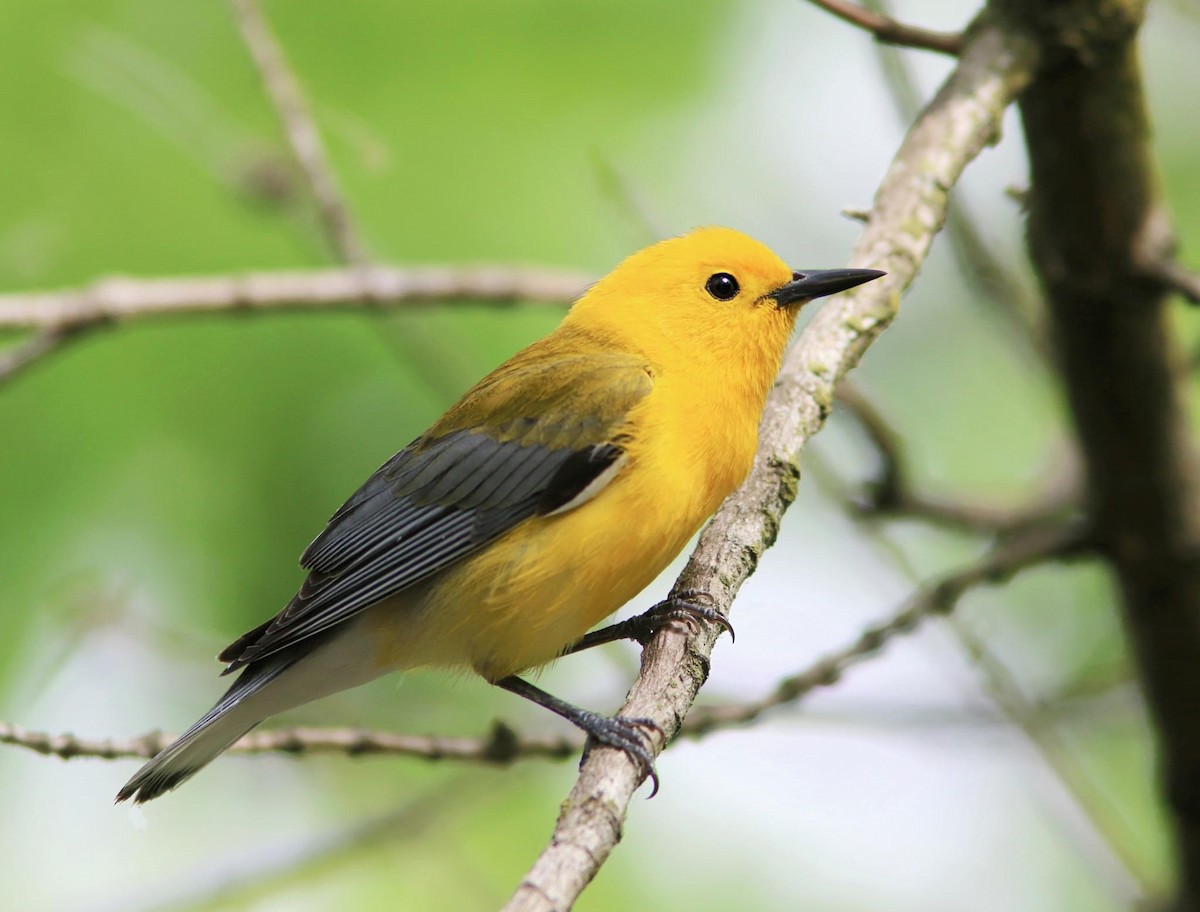 Prothonotary Warbler - Michael Boatwright