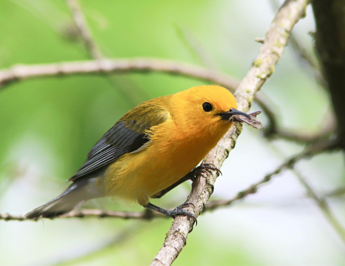 Prothonotary Warbler - ML617897595