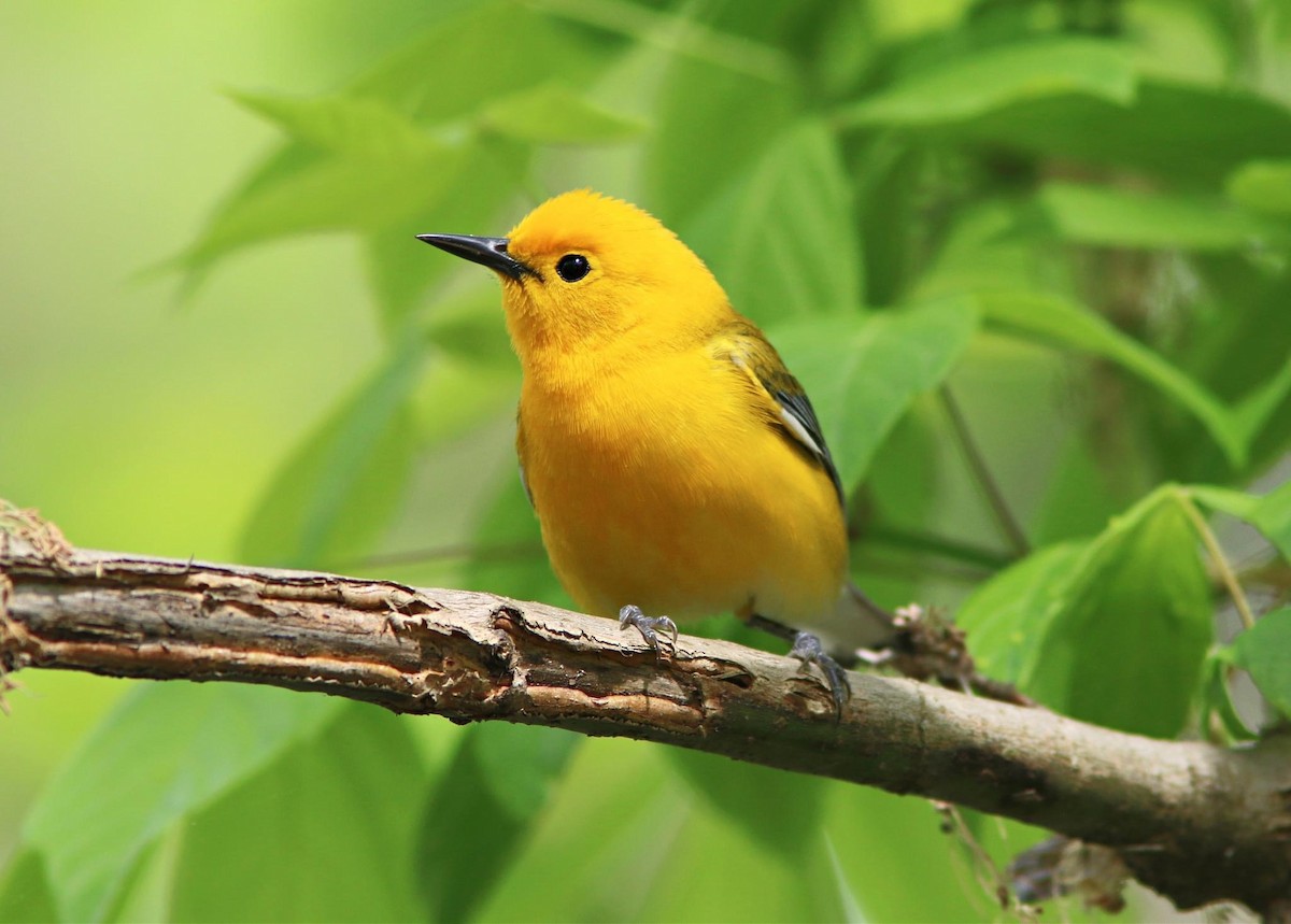 Prothonotary Warbler - ML617897596