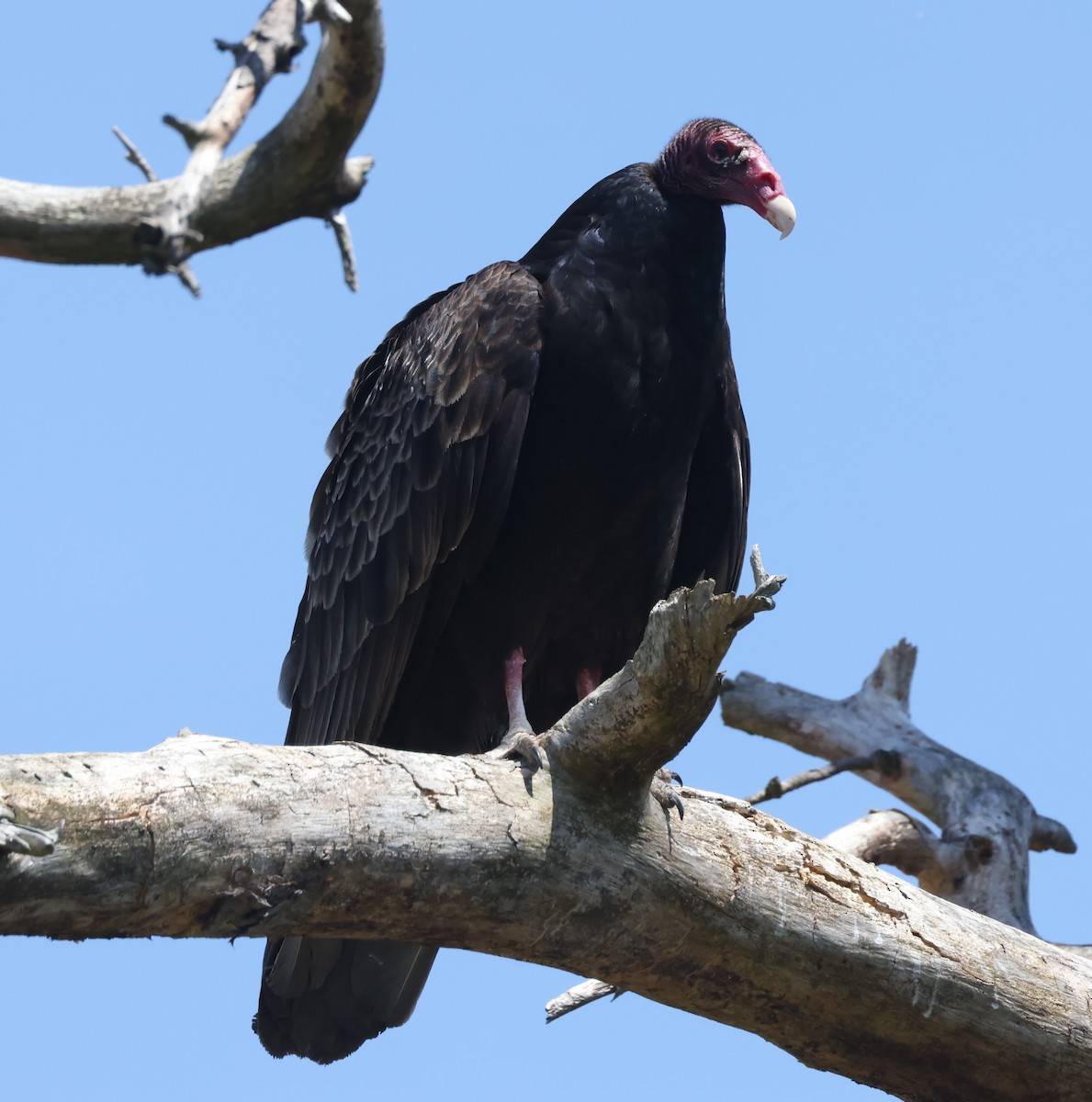 Turkey Vulture (Northern) - Jim Stasz