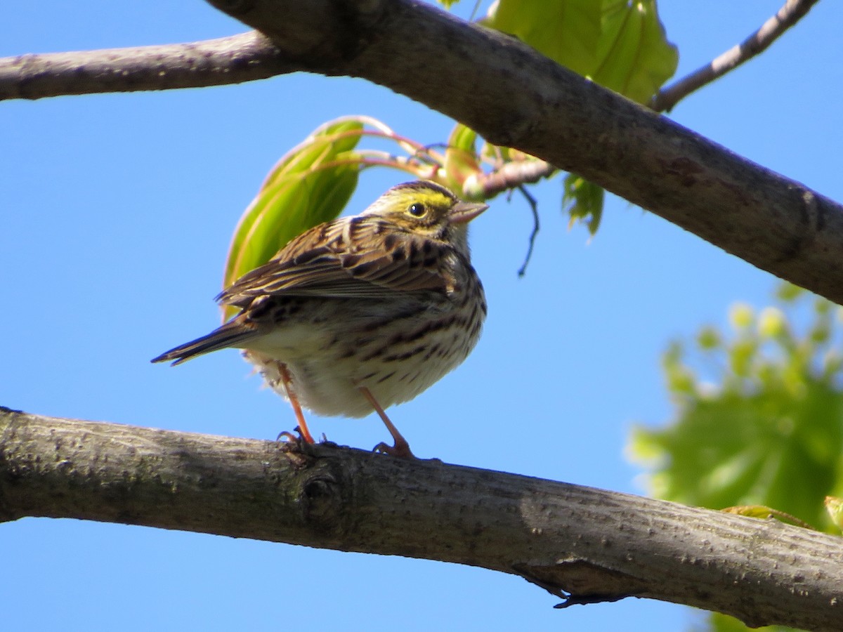 Savannah Sparrow - ML617897644