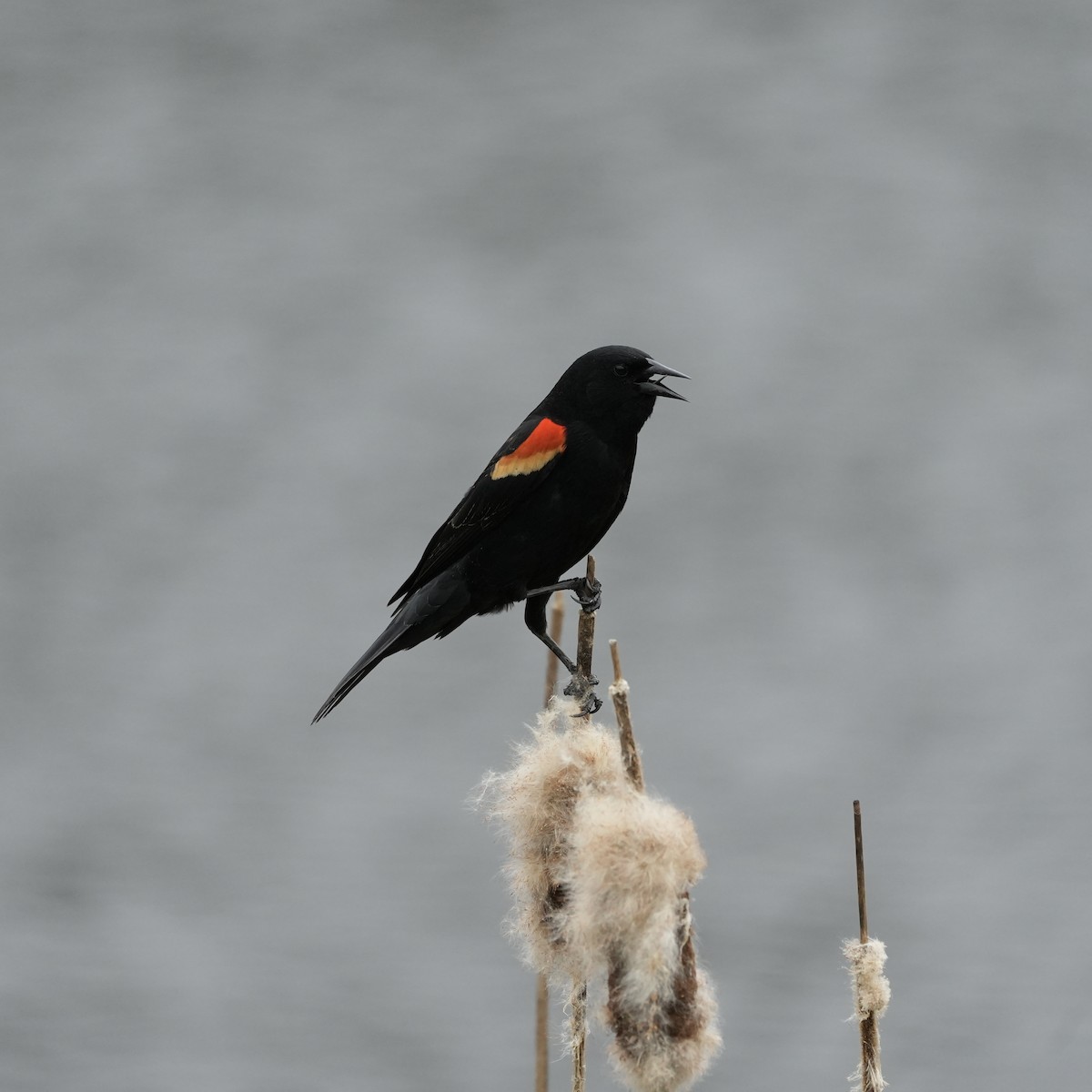 Red-winged Blackbird - ML617897671