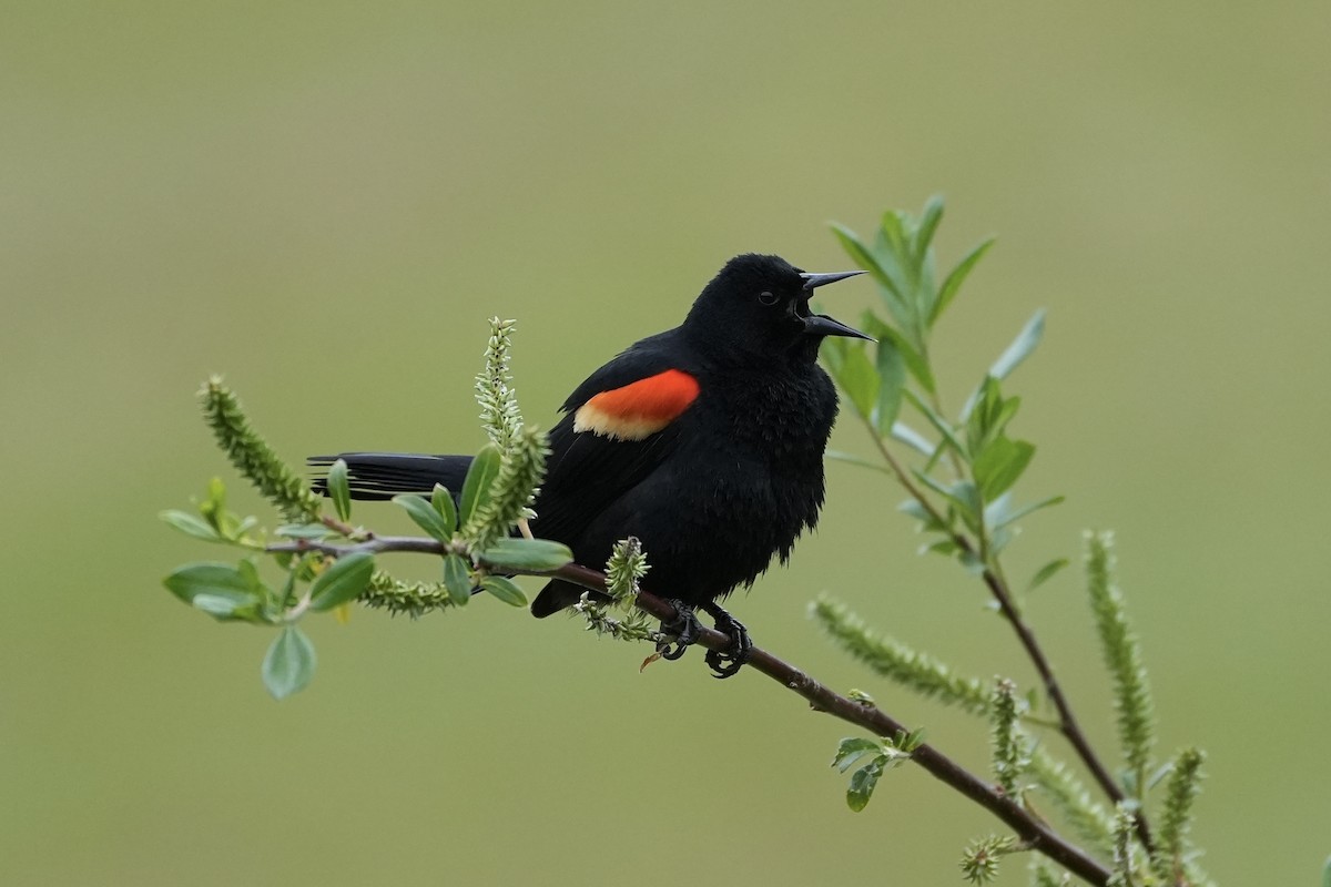 Red-winged Blackbird - ML617897672