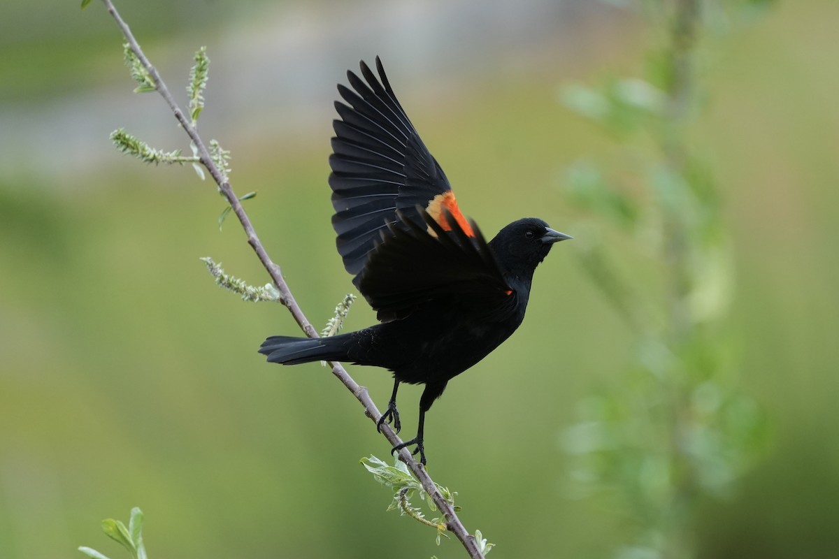 Red-winged Blackbird - ML617897673