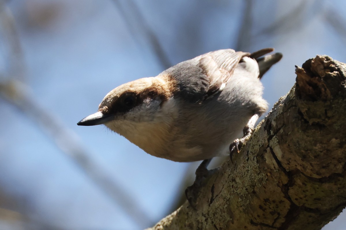Brown-headed Nuthatch - ML617897700