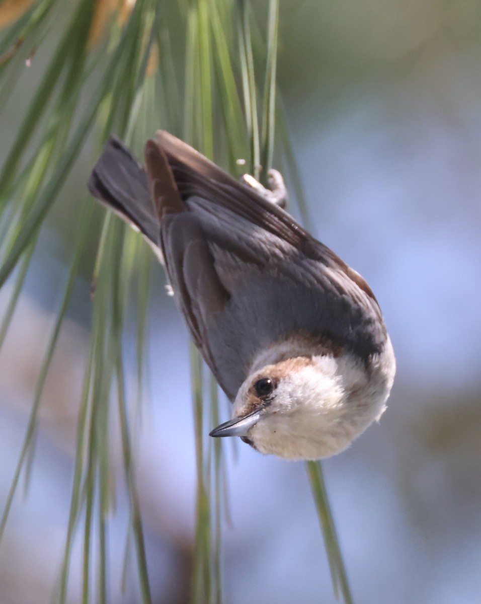 Brown-headed Nuthatch - ML617897701