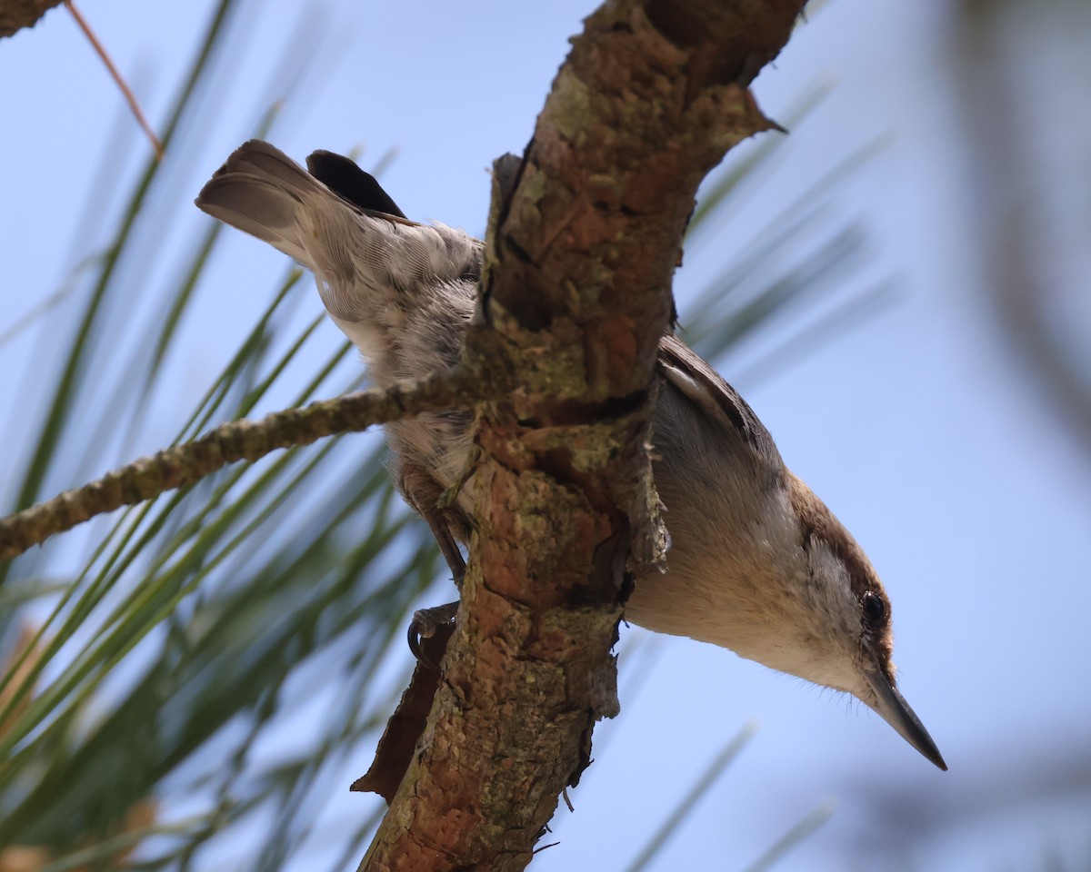 Brown-headed Nuthatch - ML617897702