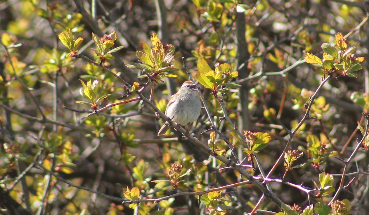 Chipping Sparrow - ML617897719
