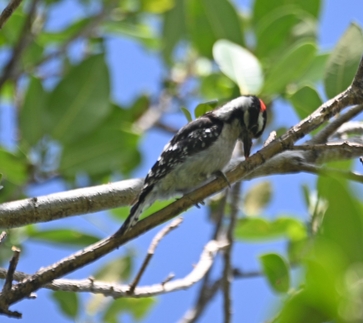 Downy Woodpecker - ML617897730