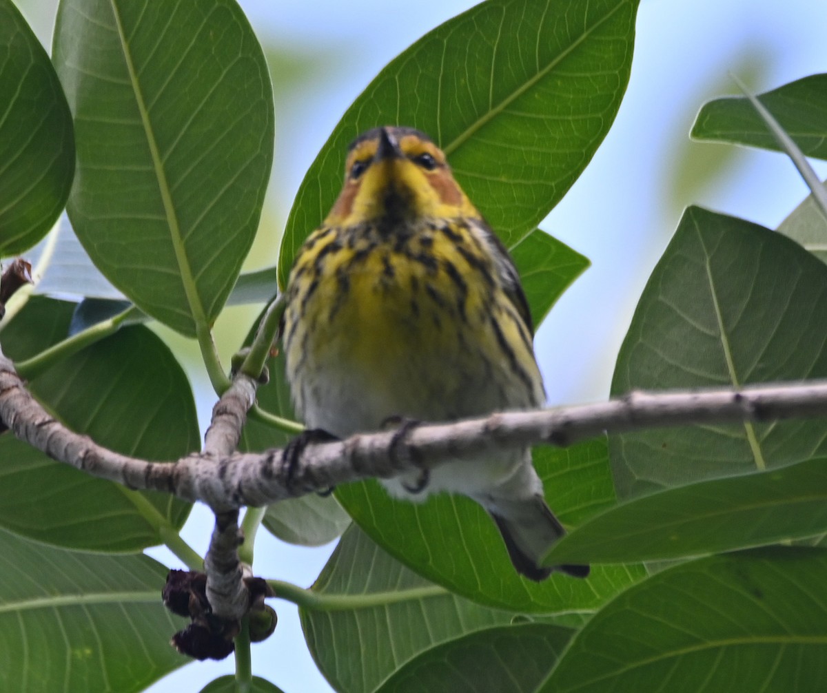 Cape May Warbler - ML617897741