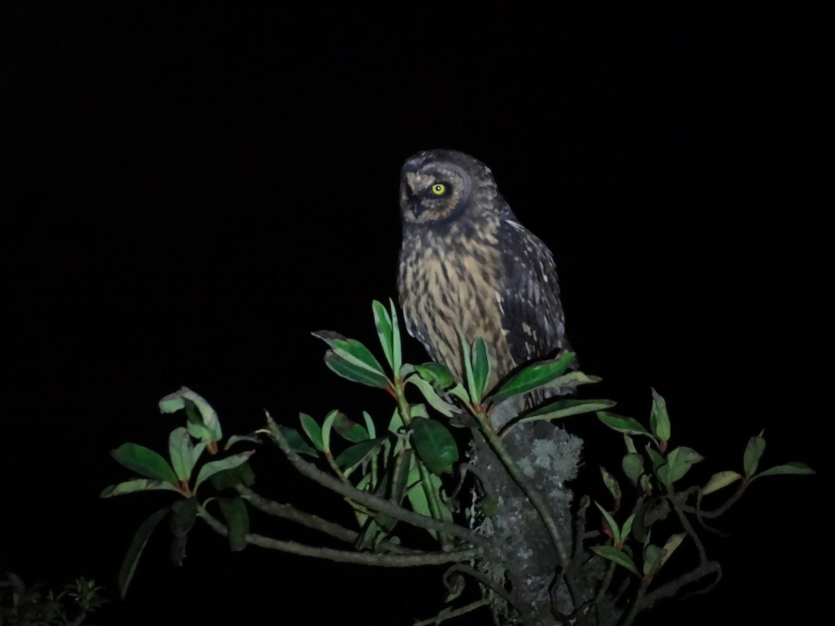Short-eared Owl - ML617897742