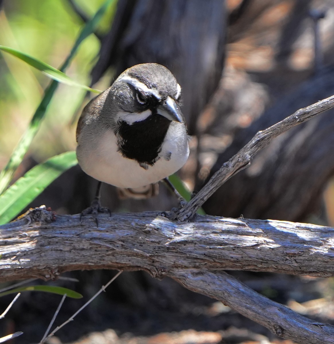 Black-throated Sparrow - Dave Bowman