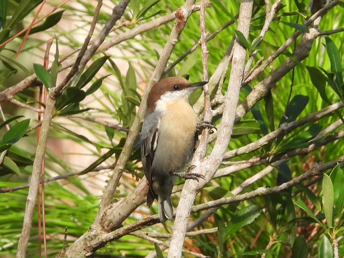 Brown-headed Nuthatch - ML617897784