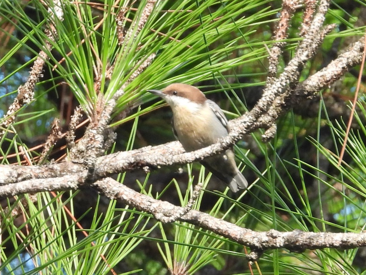 Brown-headed Nuthatch - ML617897791