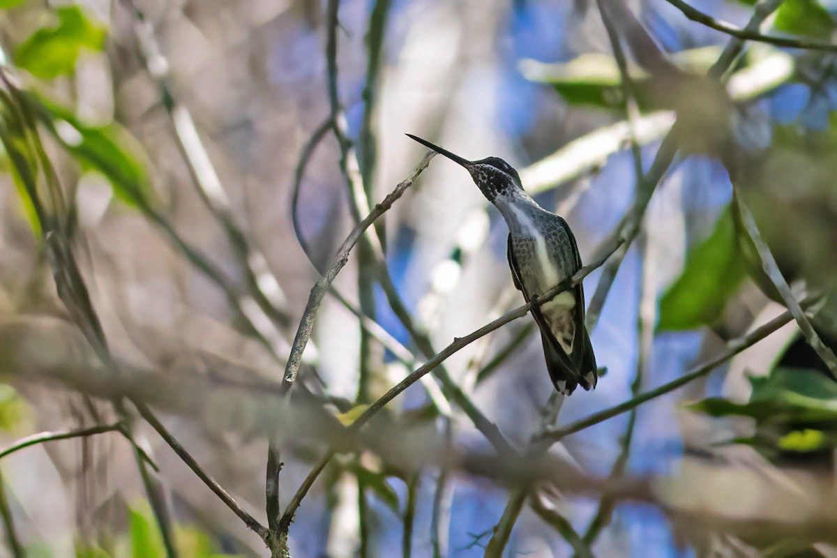 kolibřík fialovolímcový - ML617897827