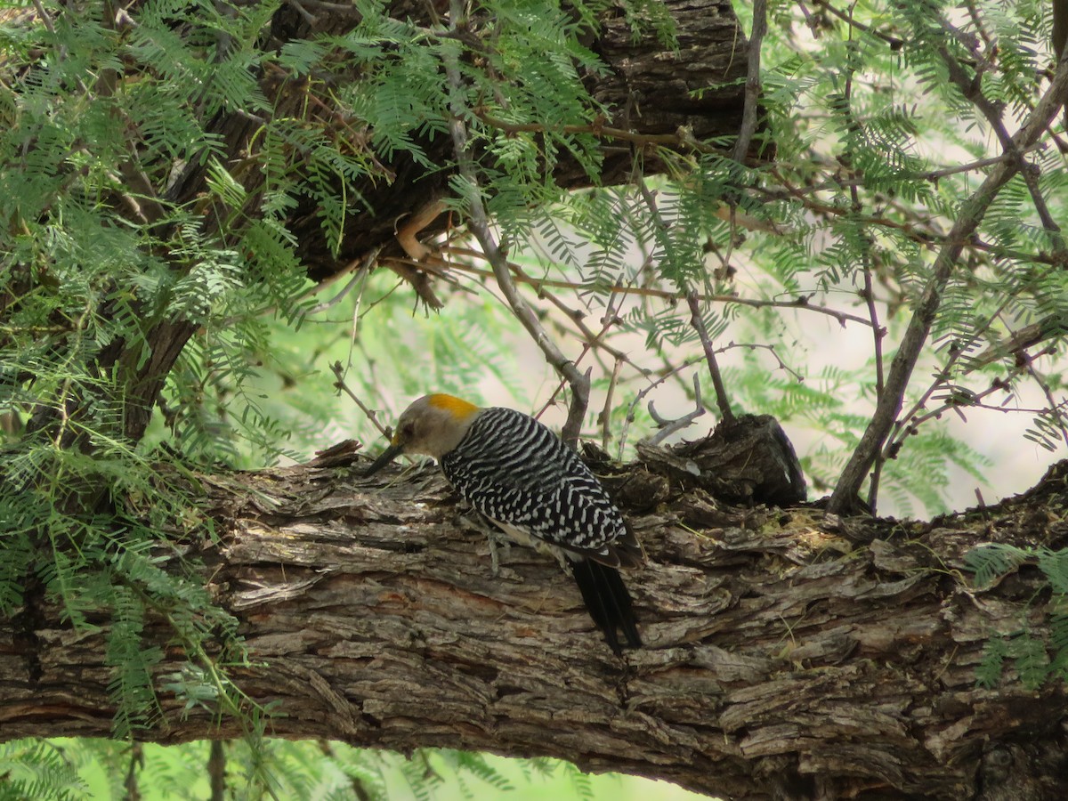 Golden-fronted Woodpecker - ML617897843