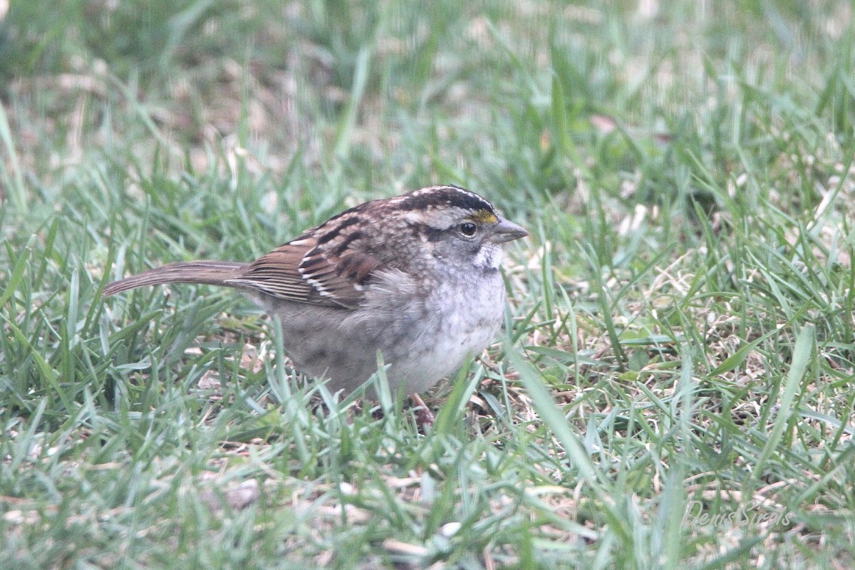White-throated Sparrow - ML617897914