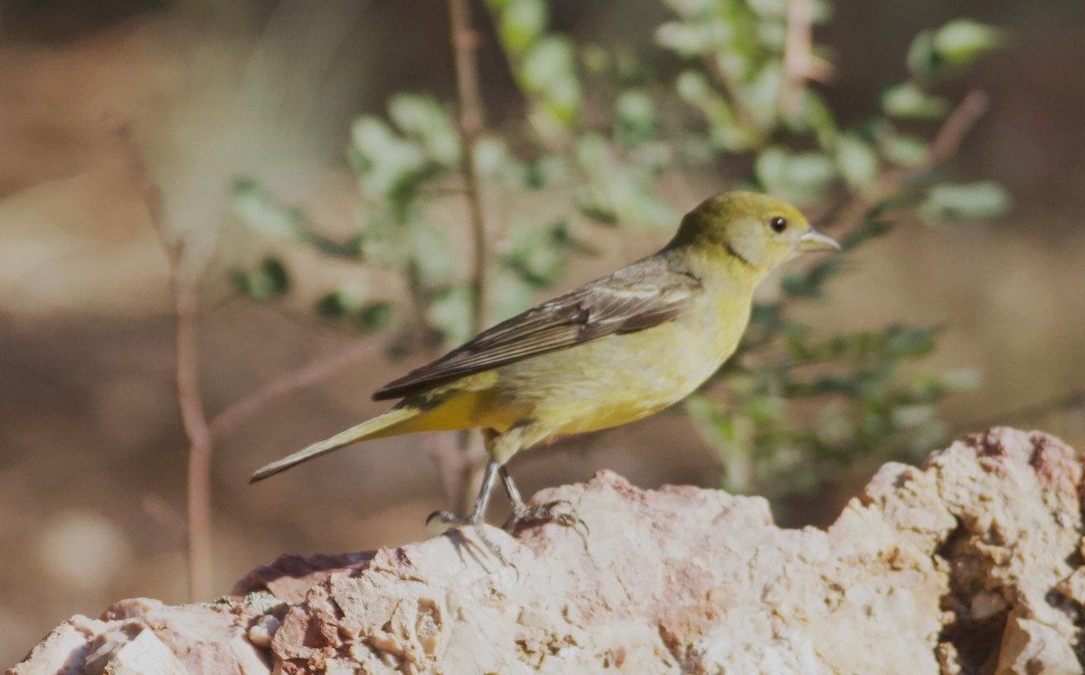 Western Tanager - ML617897916