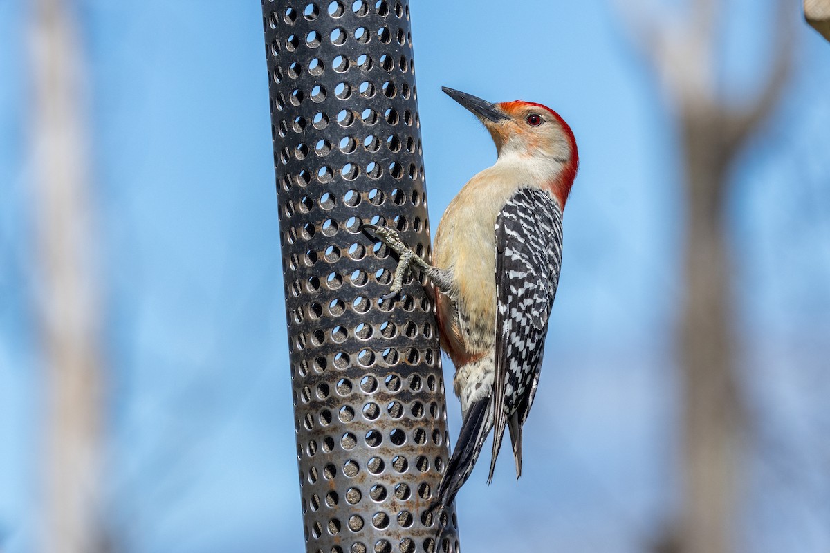 Red-bellied Woodpecker - ML617897930