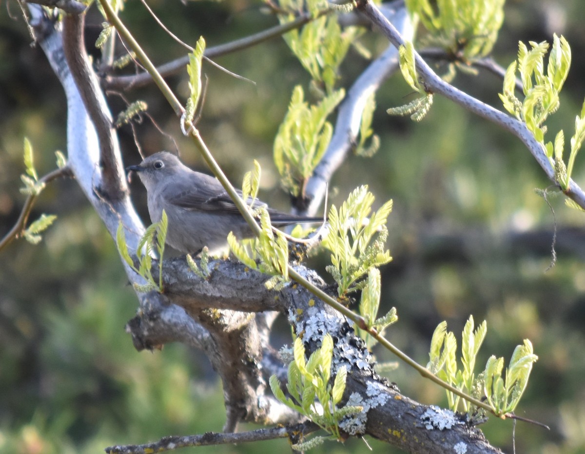Townsend's Solitaire - ML617897991