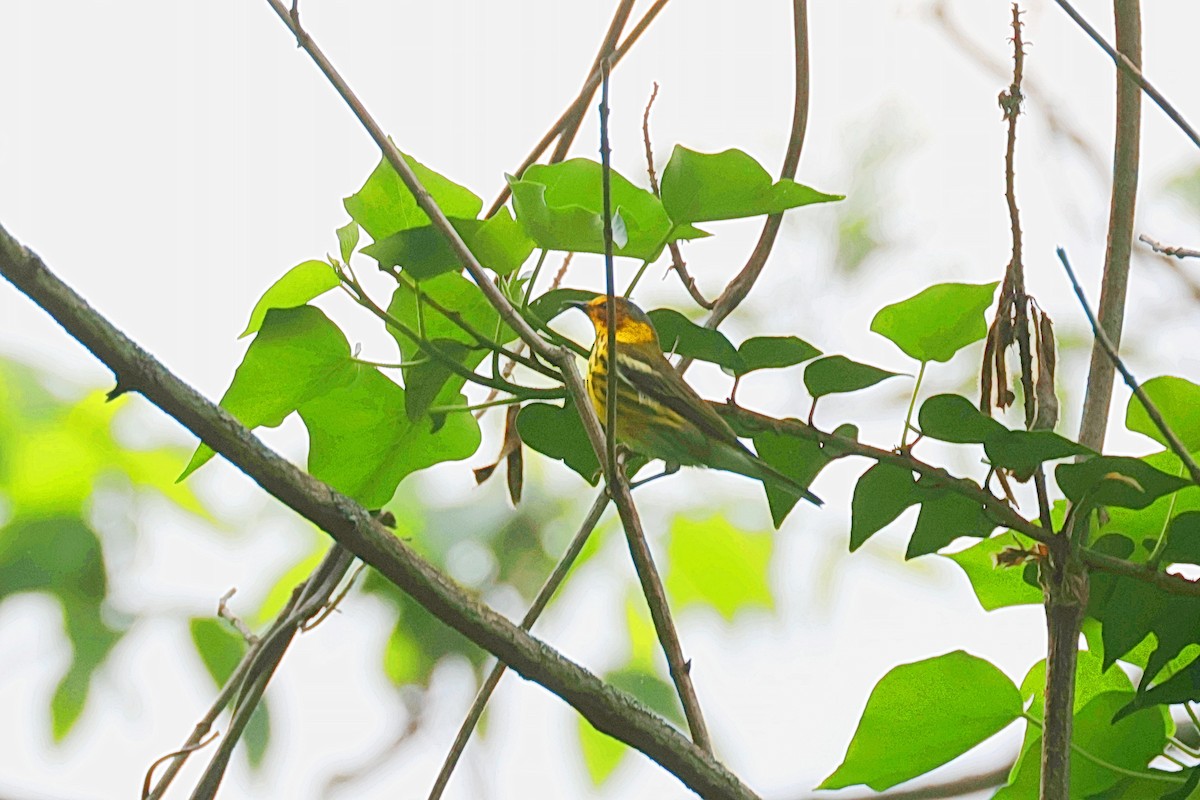 Cape May Warbler - ML617898016