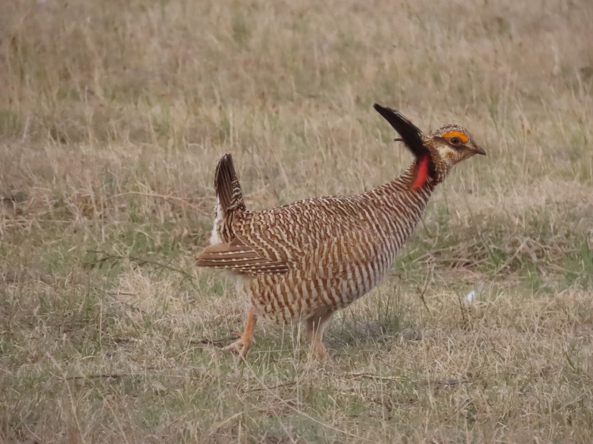 Lesser Prairie-Chicken - Andrew Rivinus