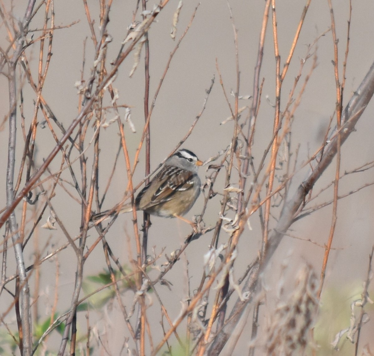 White-crowned Sparrow (Gambel's) - ML617898038