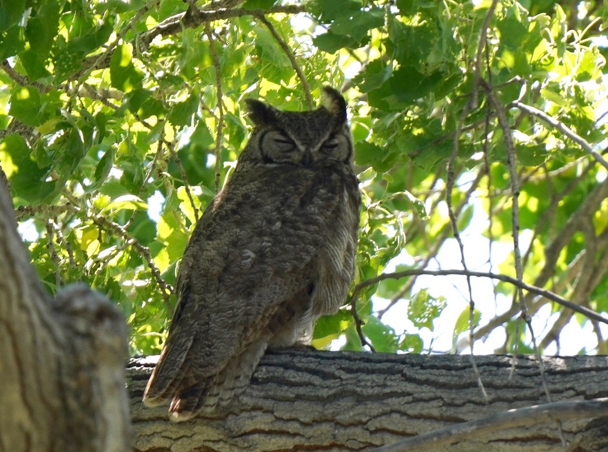 Great Horned Owl - ML617898068
