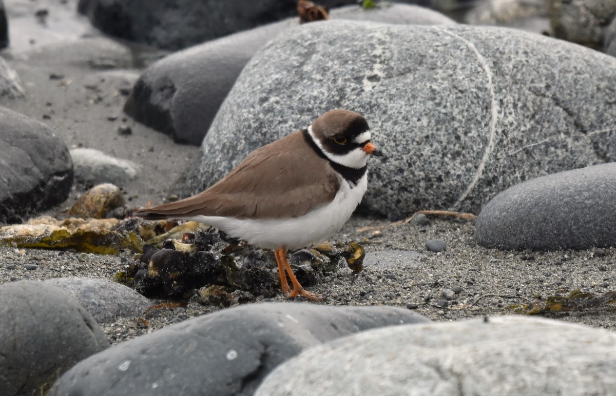Semipalmated Plover - ML617898088