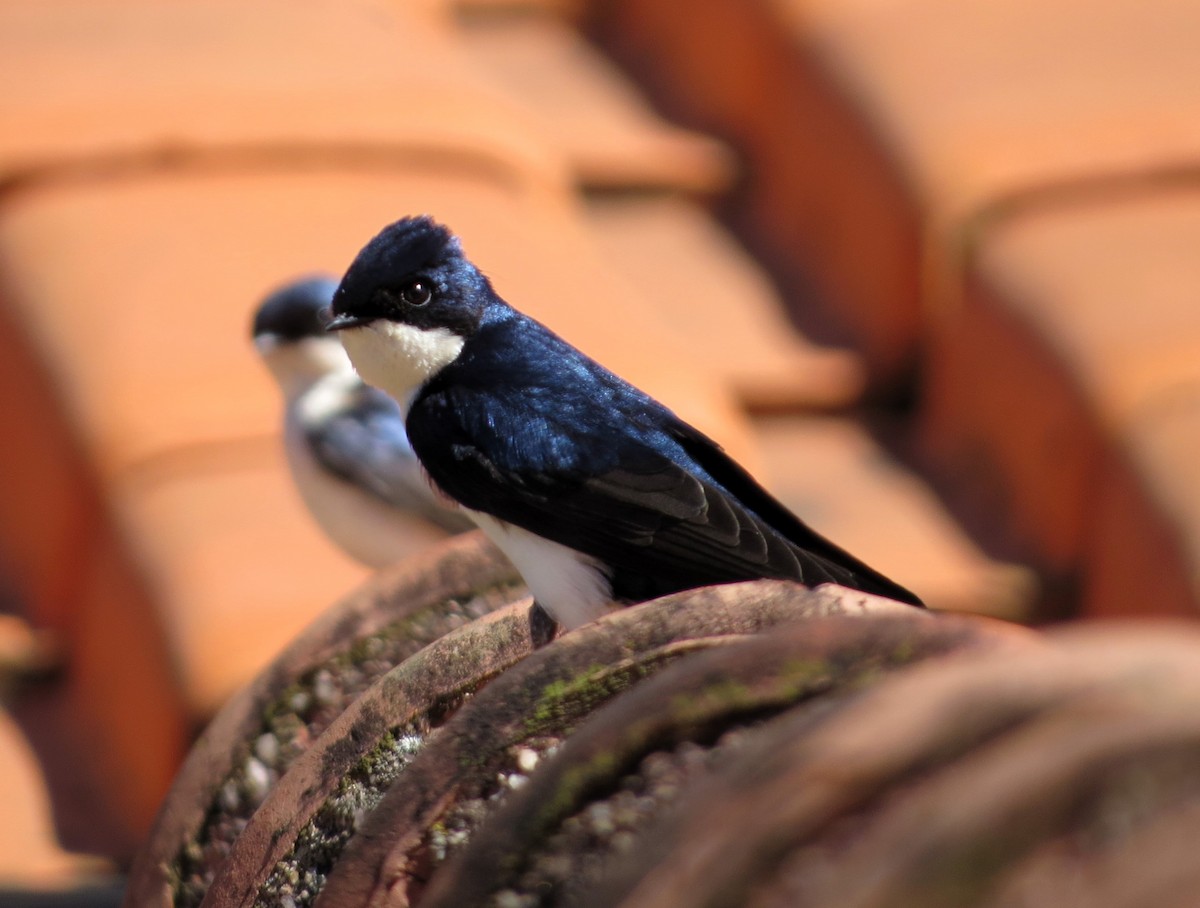 Blue-and-white Swallow - ML617898110