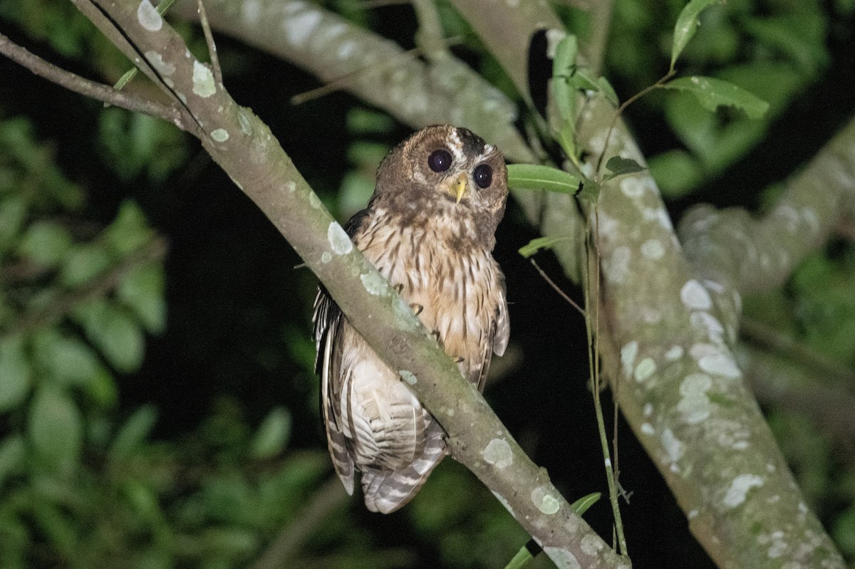 Mottled Owl - John C. Mittermeier