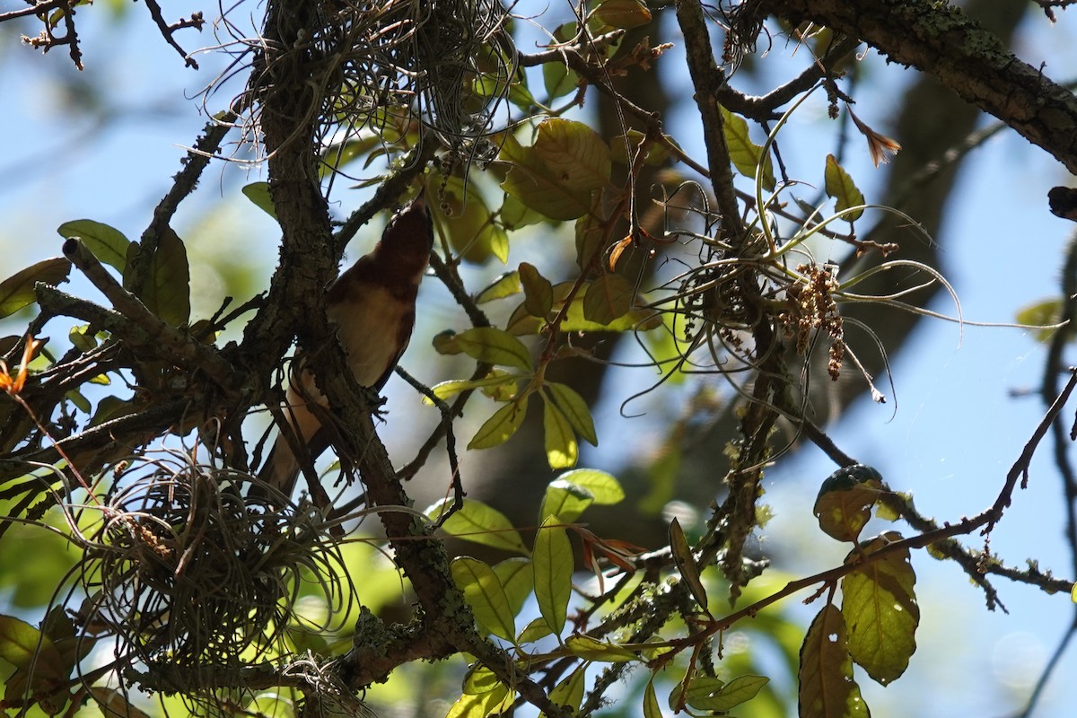 Bay-breasted Warbler - Mick McCarty