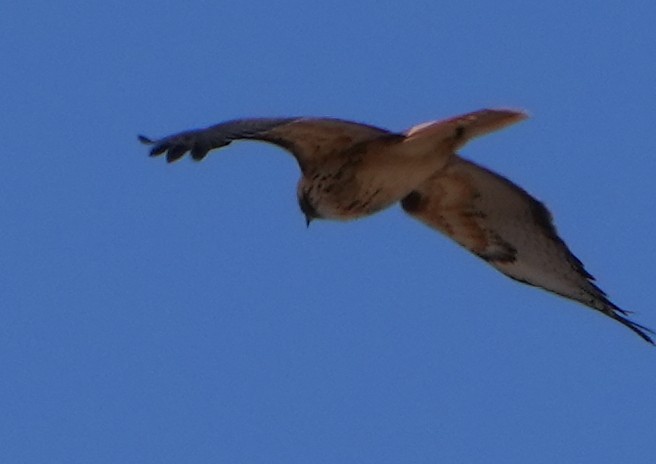 Red-tailed Hawk - ML617898224
