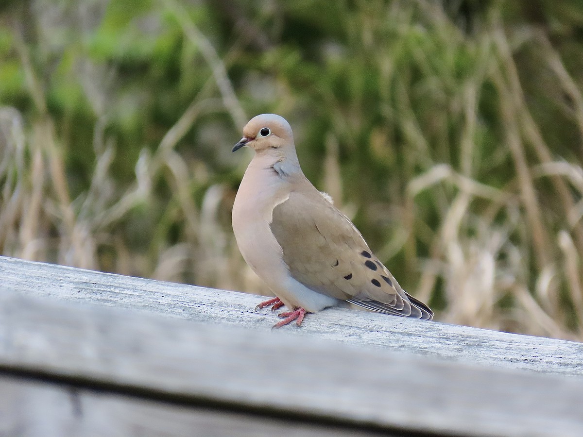 Mourning Dove - Justin Carter