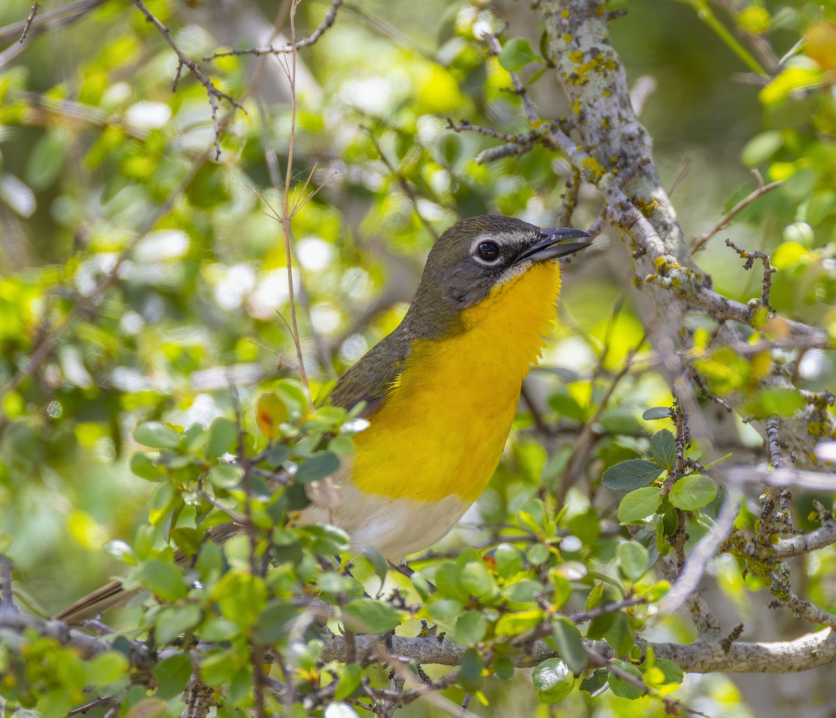 Yellow-breasted Chat - ML617898263