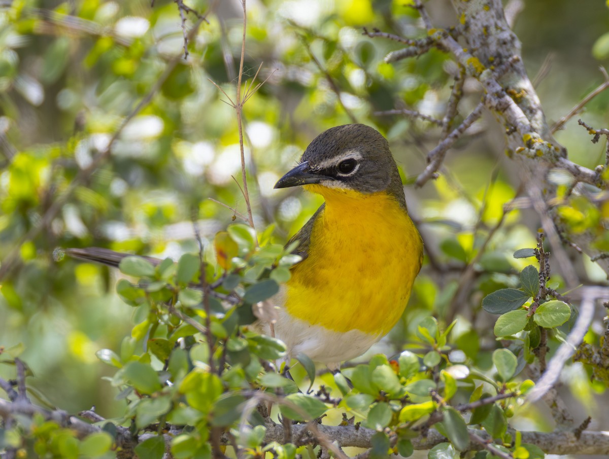 Yellow-breasted Chat - ML617898264