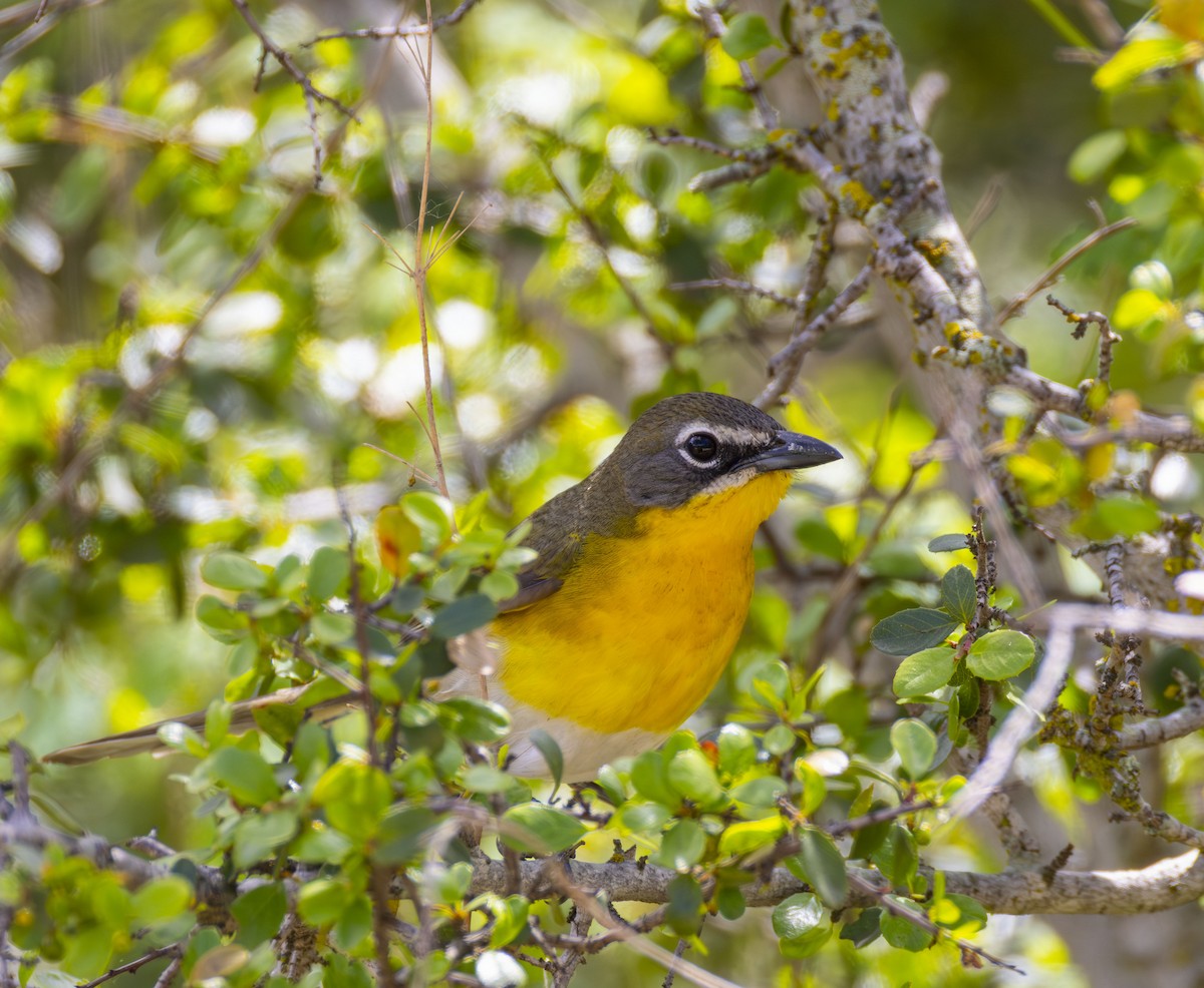 Yellow-breasted Chat - ML617898269