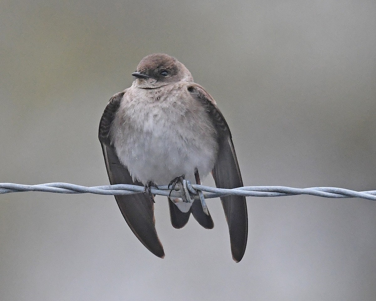 Northern Rough-winged Swallow - ML617898350