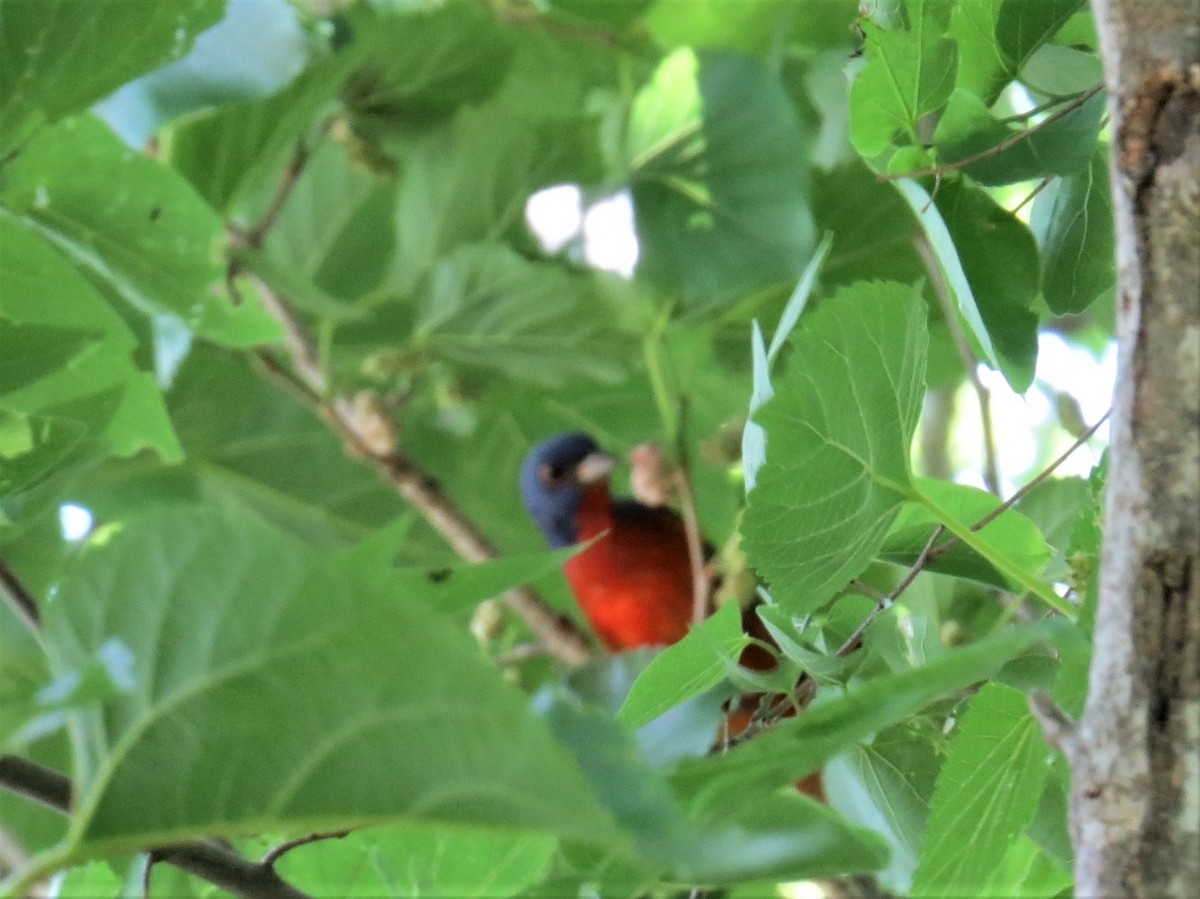 Painted Bunting - ML617898360