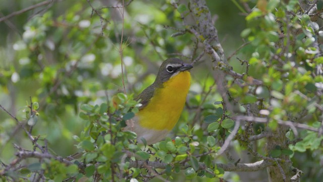 Yellow-breasted Chat - ML617898370