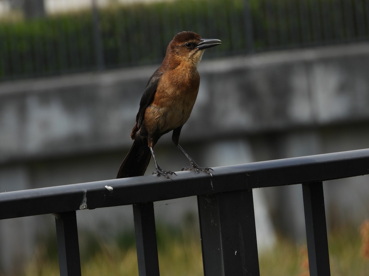 Boat-tailed Grackle - ML617898374