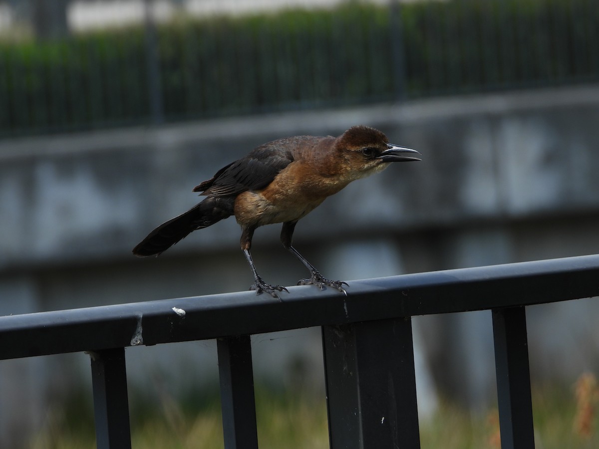 Boat-tailed Grackle - ML617898375