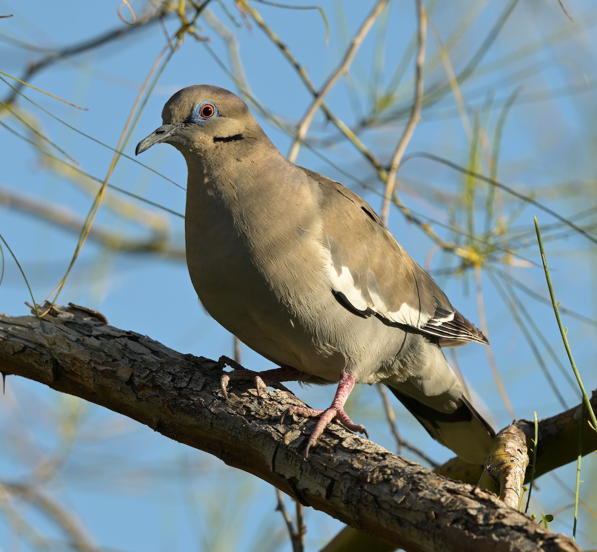 White-winged Dove - Lisa Ruby