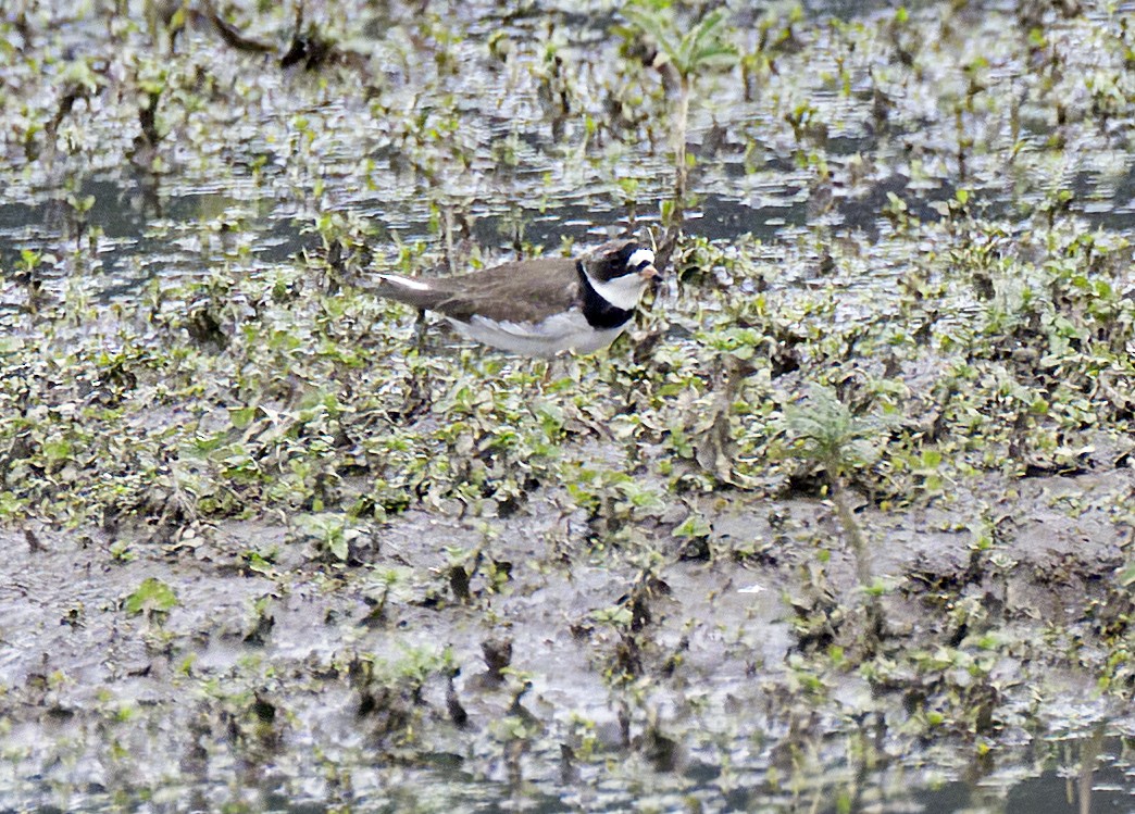 Semipalmated Plover - ML617898460